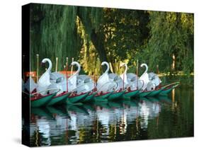 Swan Boats in Public Garden, Boston, Massachusetts-Lisa S^ Engelbrecht-Stretched Canvas