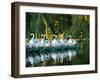 Swan Boats in Public Garden, Boston, Massachusetts-Lisa S^ Engelbrecht-Framed Photographic Print