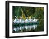 Swan Boats in Public Garden, Boston, Massachusetts-Lisa S^ Engelbrecht-Framed Photographic Print