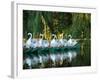 Swan Boats in Public Garden, Boston, Massachusetts-Lisa S^ Engelbrecht-Framed Photographic Print