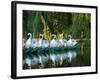 Swan Boats in Public Garden, Boston, Massachusetts-Lisa S^ Engelbrecht-Framed Photographic Print