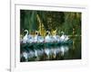 Swan Boats in Public Garden, Boston, Massachusetts-Lisa S^ Engelbrecht-Framed Photographic Print