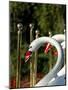 Swan Boats in Public Garden, Boston, Massachusetts-Lisa S. Engelbrecht-Mounted Photographic Print