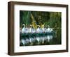 Swan Boats in Public Garden, Boston, Massachusetts-Lisa S^ Engelbrecht-Framed Photographic Print