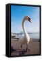 Swan by Lake Lucerne-benkrut-Framed Stretched Canvas