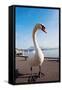 Swan by Lake Lucerne-benkrut-Framed Stretched Canvas