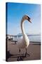 Swan by Lake Lucerne-benkrut-Stretched Canvas