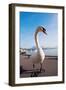 Swan by Lake Lucerne-benkrut-Framed Photographic Print