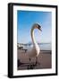 Swan by Lake Lucerne-benkrut-Framed Photographic Print