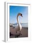 Swan by Lake Lucerne-benkrut-Framed Photographic Print