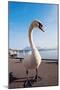 Swan by Lake Lucerne-benkrut-Mounted Photographic Print