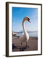 Swan by Lake Lucerne-benkrut-Framed Photographic Print