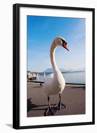 Swan by Lake Lucerne-benkrut-Framed Photographic Print