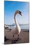 Swan by Lake Lucerne-benkrut-Mounted Photographic Print