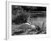 Swan Cob and Pen-null-Framed Photographic Print