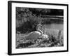 Swan Cob and Pen-null-Framed Photographic Print