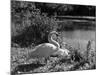 Swan Cob and Pen-null-Mounted Photographic Print