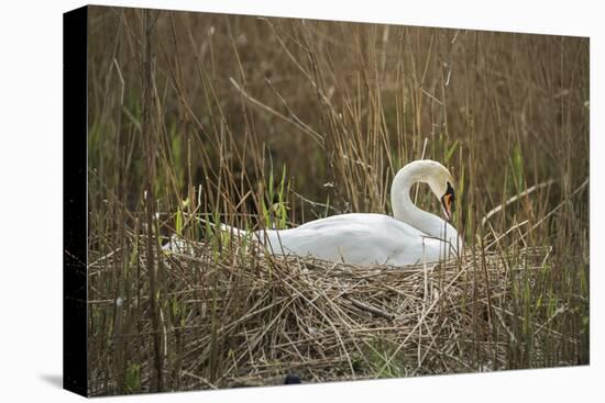 Swan (Cygnus), Gloucestershire, England, United Kingdom-Janette Hill-Stretched Canvas