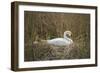 Swan (Cygnus), Gloucestershire, England, United Kingdom-Janette Hill-Framed Photographic Print