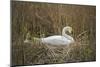 Swan (Cygnus), Gloucestershire, England, United Kingdom-Janette Hill-Mounted Photographic Print