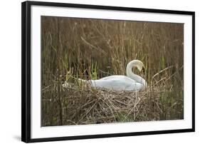 Swan (Cygnus), Gloucestershire, England, United Kingdom-Janette Hill-Framed Photographic Print