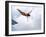 Swan Dive-null-Framed Photographic Print