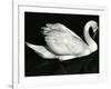 Swan, Europe, 1971-Brett Weston-Framed Photographic Print