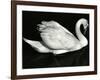 Swan, Europe, 1971-Brett Weston-Framed Photographic Print