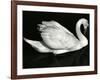 Swan, Europe, 1971-Brett Weston-Framed Photographic Print