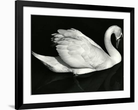 Swan, Europe, 1971-Brett Weston-Framed Photographic Print