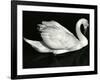 Swan, Europe, 1971-Brett Weston-Framed Photographic Print