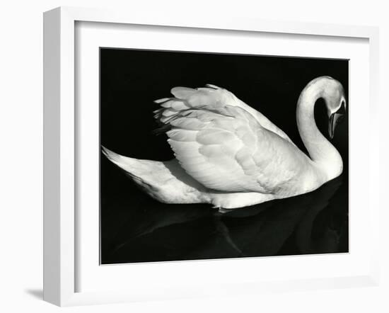 Swan, Europe, 1971-Brett Weston-Framed Premium Photographic Print