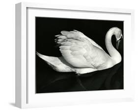 Swan, Europe, 1971-Brett Weston-Framed Premium Photographic Print