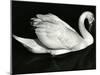 Swan, Europe, 1971-Brett Weston-Mounted Premium Photographic Print