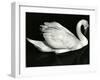 Swan, Europe, 1971-Brett Weston-Framed Photographic Print