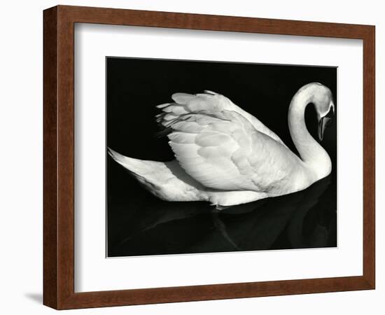 Swan, Europe, 1971-Brett Weston-Framed Photographic Print