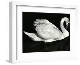 Swan, Europe, 1971-Brett Weston-Framed Photographic Print