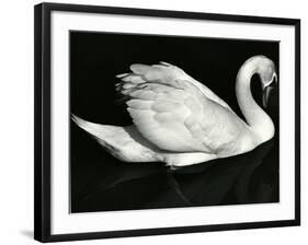 Swan, Europe, 1971-Brett Weston-Framed Photographic Print