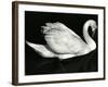 Swan, Europe, 1971-Brett Weston-Framed Photographic Print