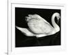 Swan, Europe, 1972-Brett Weston-Framed Photographic Print