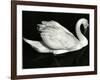 Swan, Europe, 1972-Brett Weston-Framed Photographic Print