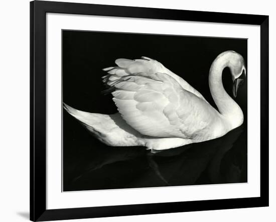 Swan, Europe, 1972-Brett Weston-Framed Photographic Print