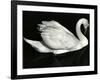 Swan, Europe, 1972-Brett Weston-Framed Photographic Print