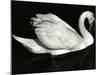 Swan, Europe, 1972-Brett Weston-Mounted Photographic Print