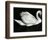 Swan, Europe, 1972-Brett Weston-Framed Photographic Print