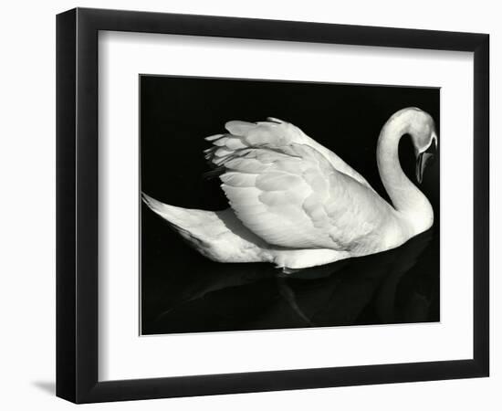 Swan, Europe, 1972-Brett Weston-Framed Photographic Print