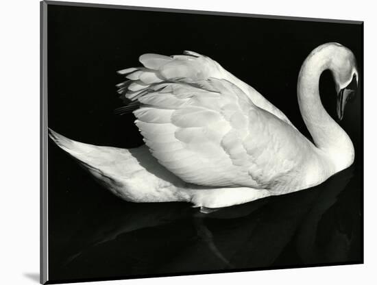 Swan, Europe, 1972-Brett Weston-Mounted Photographic Print