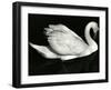 Swan, Europe, 1972-Brett Weston-Framed Premium Photographic Print