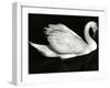 Swan, Europe, 1972-Brett Weston-Framed Premium Photographic Print