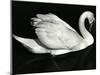 Swan, Europe, 1972-Brett Weston-Mounted Premium Photographic Print